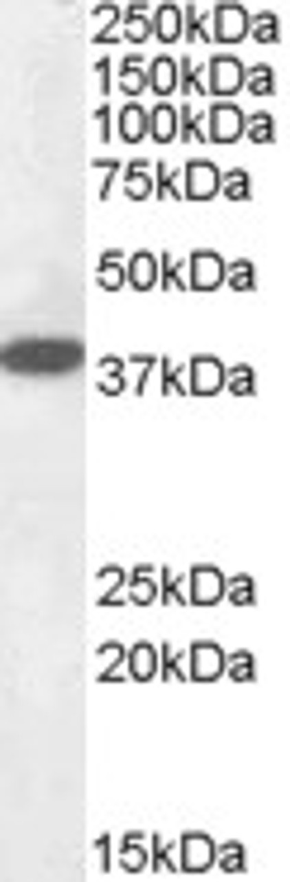 42-035 Immunofluorescence analysis of paraformaldehyde fixed U2OS cells, permeabilized with 0.15% Triton. Primary incubation 1hr (10ug/ml) followed by Alexa Fluor 488 secondary antibody (2ug/ml) , showing nuclear and cytoplasmic staining. The nuclear stai