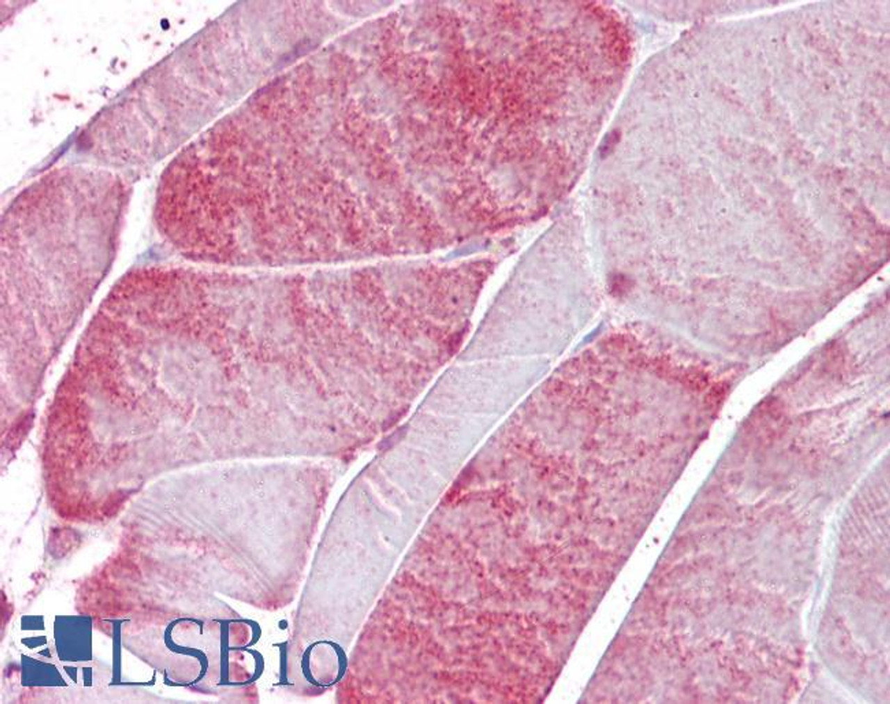 42-045 (5ug/ml) staining of paraffin embedded Human Kidney. Steamed antigen retrieval with citrate buffer pH 6, AP-staining.