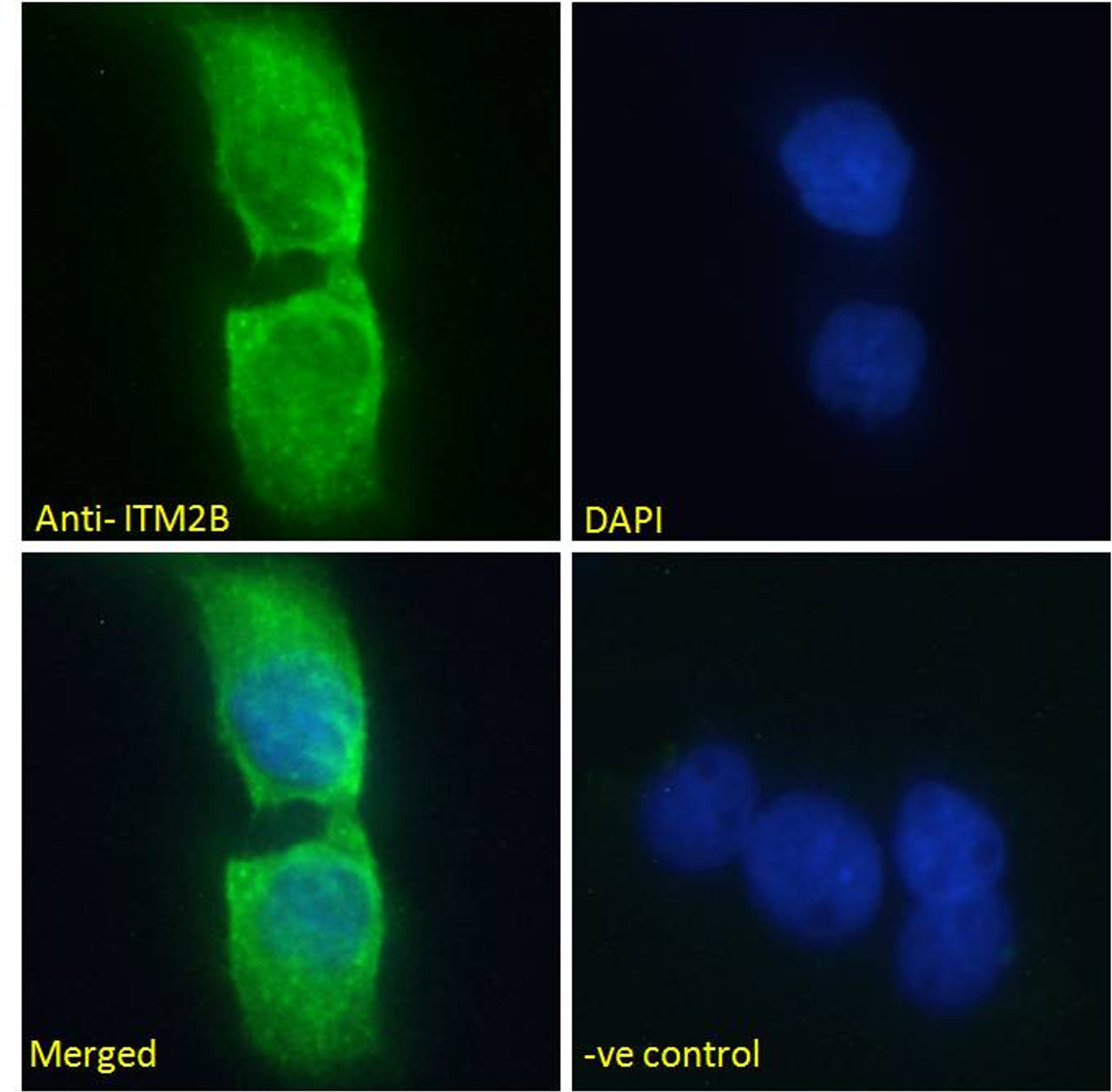 42-065 Flow cytometric analysis of paraformaldehyde fixed HeLa cells (blue line) , permeabilized with 0.5% Triton. Primary incubation 1hr (10ug/ml) followed by Alexa Fluor 488 secondary antibody (1ug/ml) . IgG control: Unimmunized goat IgG (black line) fol