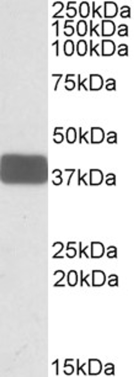 42-100 (0.3ug/ml) staining of Human Muscle lysate (35ug protein in RIPA buffer) . Primary incubation was 1 hour. Detected by chemiluminescence.