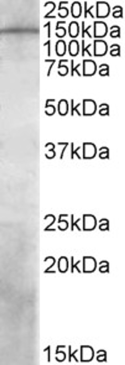 42-103 (3.8ug/ml) staining of paraffin embedded Human Kidney. Steamed antigen retrieval with citrate buffer pH 6, AP-staining.