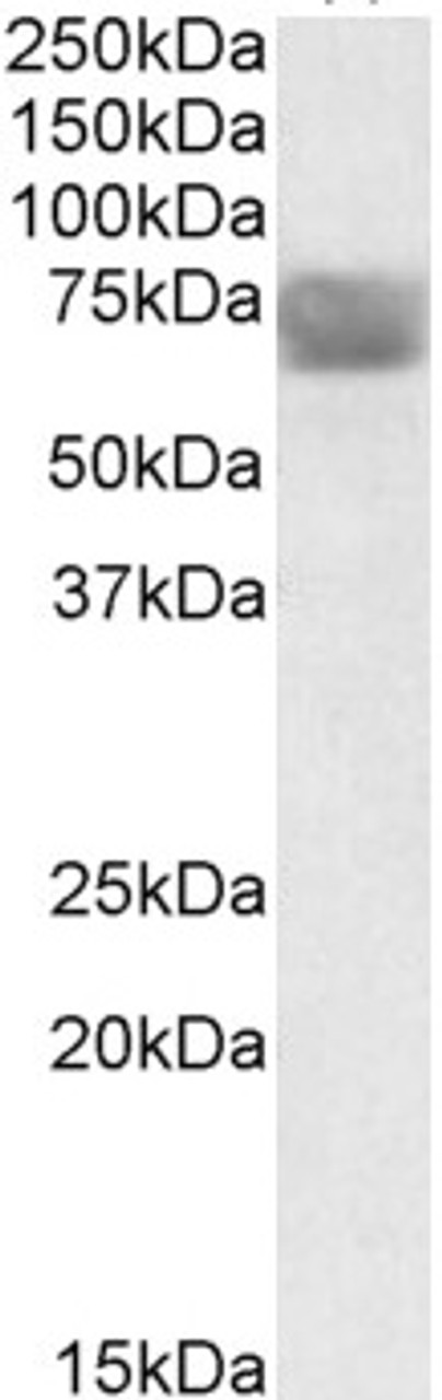 42-104 (0.3ug/ml) staining of Human Peripheral Blood Mononucleocyte lysate (35ug protein in RIPA buffer) . Primary incubation was 1 hour. Detected by chemiluminescence.