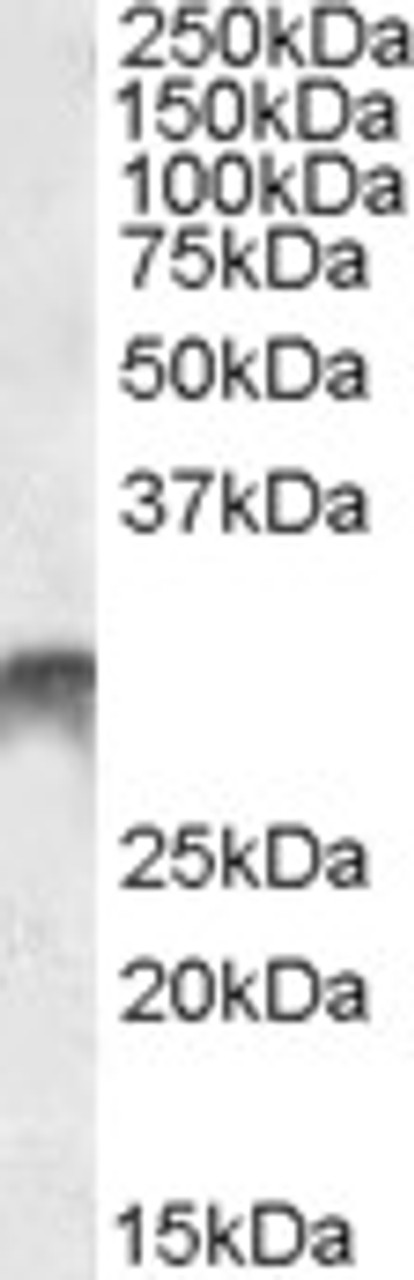 42-138 (2ug/ml) staining of Human Skeletal Muscle lysate (35ug protein in RIPA buffer) . Primary incubation was 1 hour. Detected by chemiluminescence.