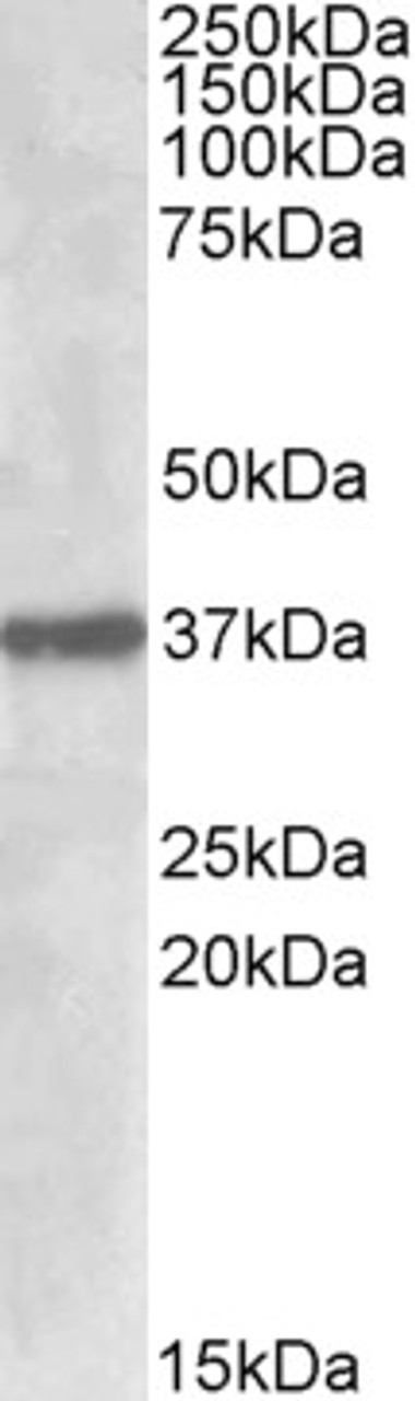 42-174 (0.5ug/ml) staining of Human Kidney lysate (35ug protein in RIPA buffer. Detected by chemiluminescence.