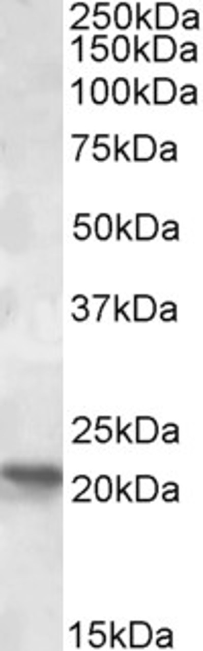 42-185 (3.75ug/ml) staining of paraffin embedded Human Placenta. Steamed antigen retrieval with citrate buffer pH 6, AP-staining.