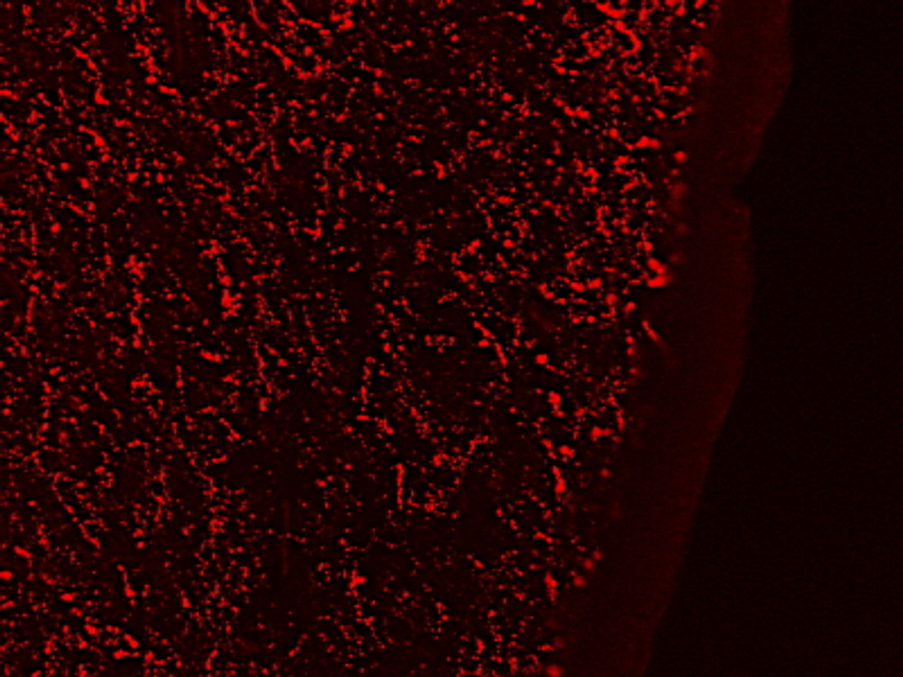 42-217 (1ug/ml) staining of Rat Stomach lysate (35ug protein in RIPA buffer) . Detected by chemiluminescence.