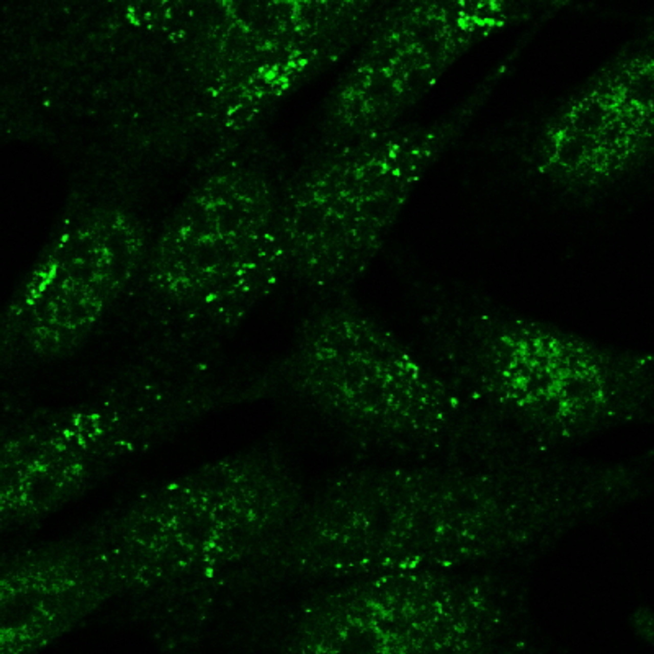 42-240 (0.3ug/ml) staining of Human Kidney lysate (35ug protein in RIPA buffer) . Detected by chemiluminescence.