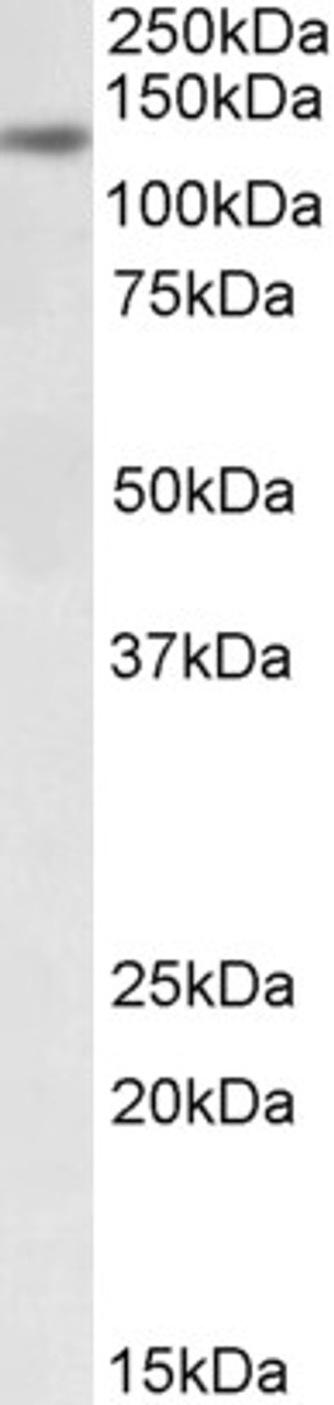 42-306 (5ug/ml) staining of paraffin embedded Human Bronchus. Steamed antigen retrieval with citrate buffer pH 6, AP-staining.