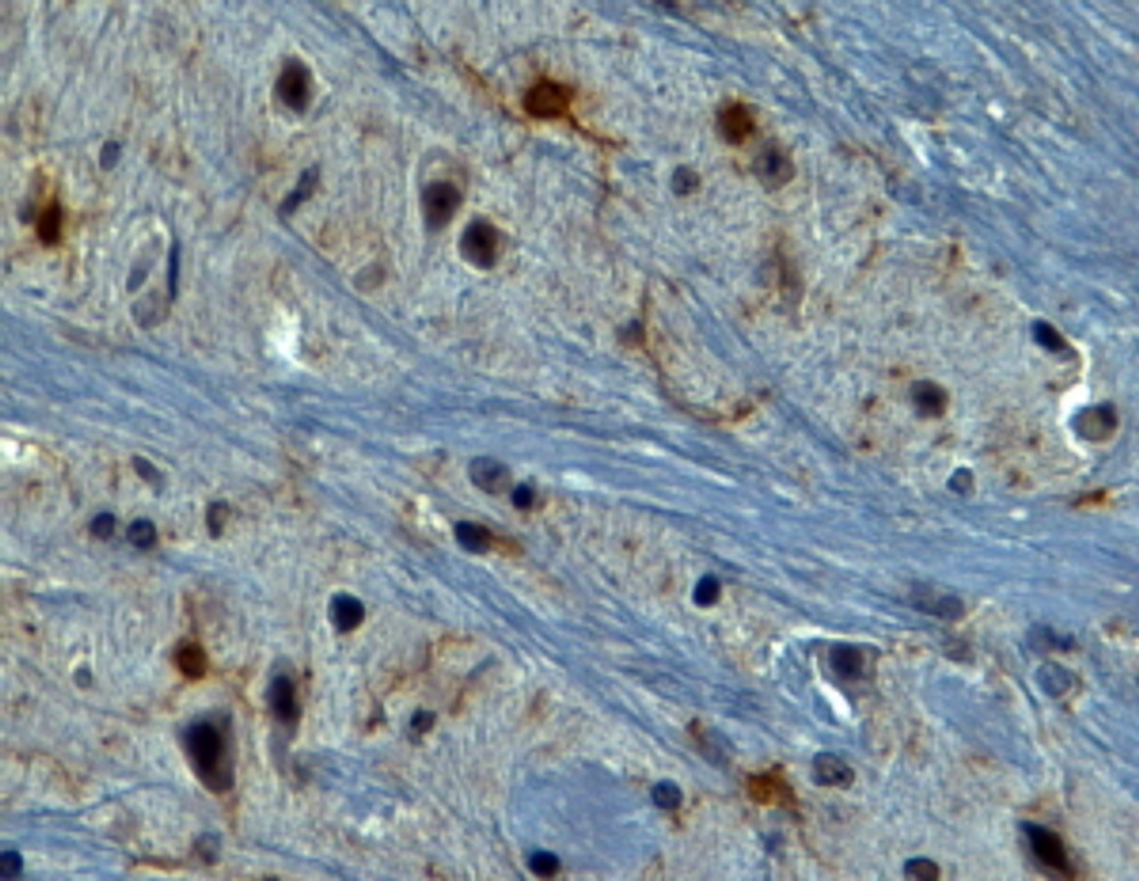 45-219 (2ug/ml) staining of paraffin embedded Mouse Brain. Steamed antigen retrieval with Tris/EDTA buffer pH 9, HRP-staining.<strong>This data is from a previous batch, not on sale.</strong>