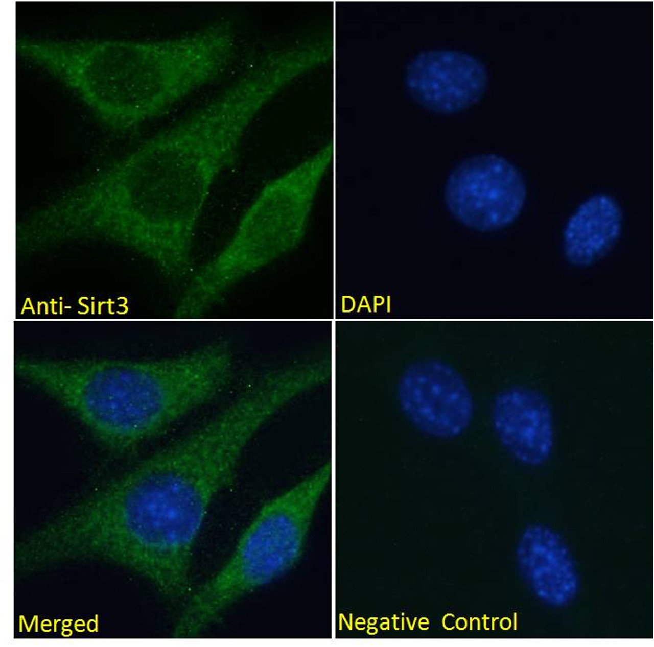 42-360 (5ug/ml) staining of paraffin embedded Human Testis. Steamed antigen retrieval with citrate buffer pH 6, AP-staining.