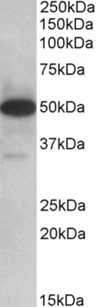 In paraffin embedded Human Spleen shows nuclear staining in the germinal center with stronger nucleoli staining in some of the B cells. Recommended concentration, 3-5ug/ml.