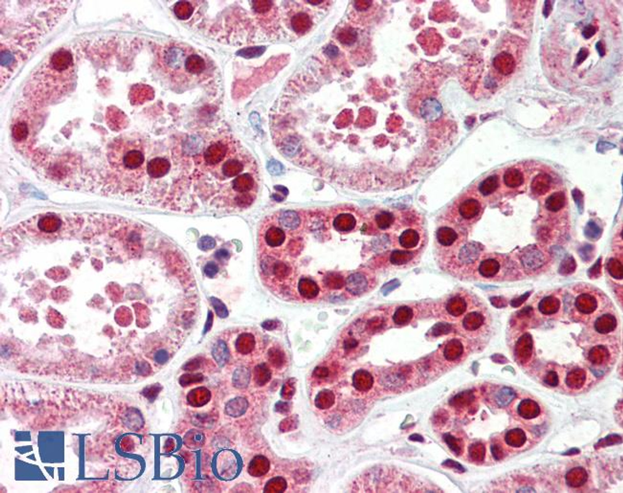 42-388 Flow cytometric analysis of paraformaldehyde fixed NIH3T3 cells (blue line) , permeabilized with 0.5% Triton, showing a low level of staining. Primary incubation 1hr (10ug/ml) followed by Alexa Fluor 488 secondary antibody (1ug/ml) . IgG control: Un