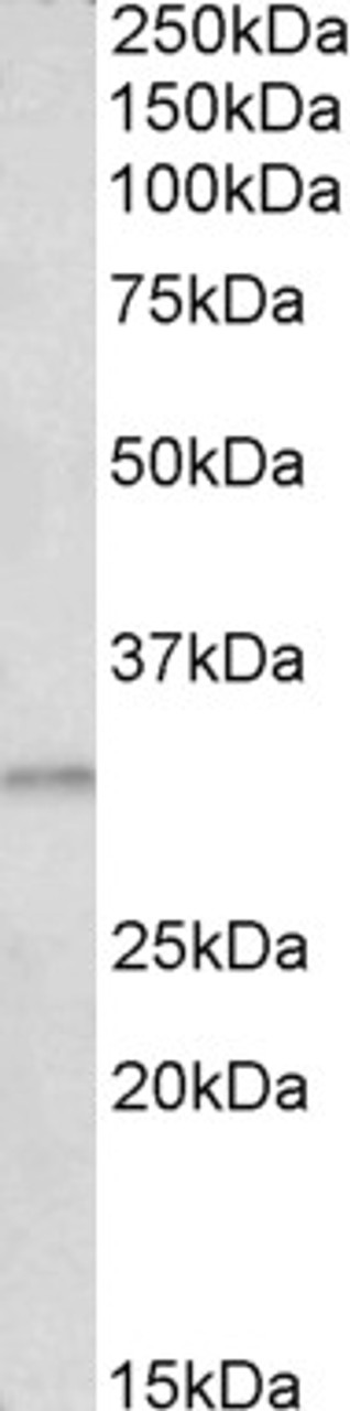 42-389 (1ug/ml) staining of KELLY lysate (35ug protein in RIPA buffer) . Detected by chemiluminescence.