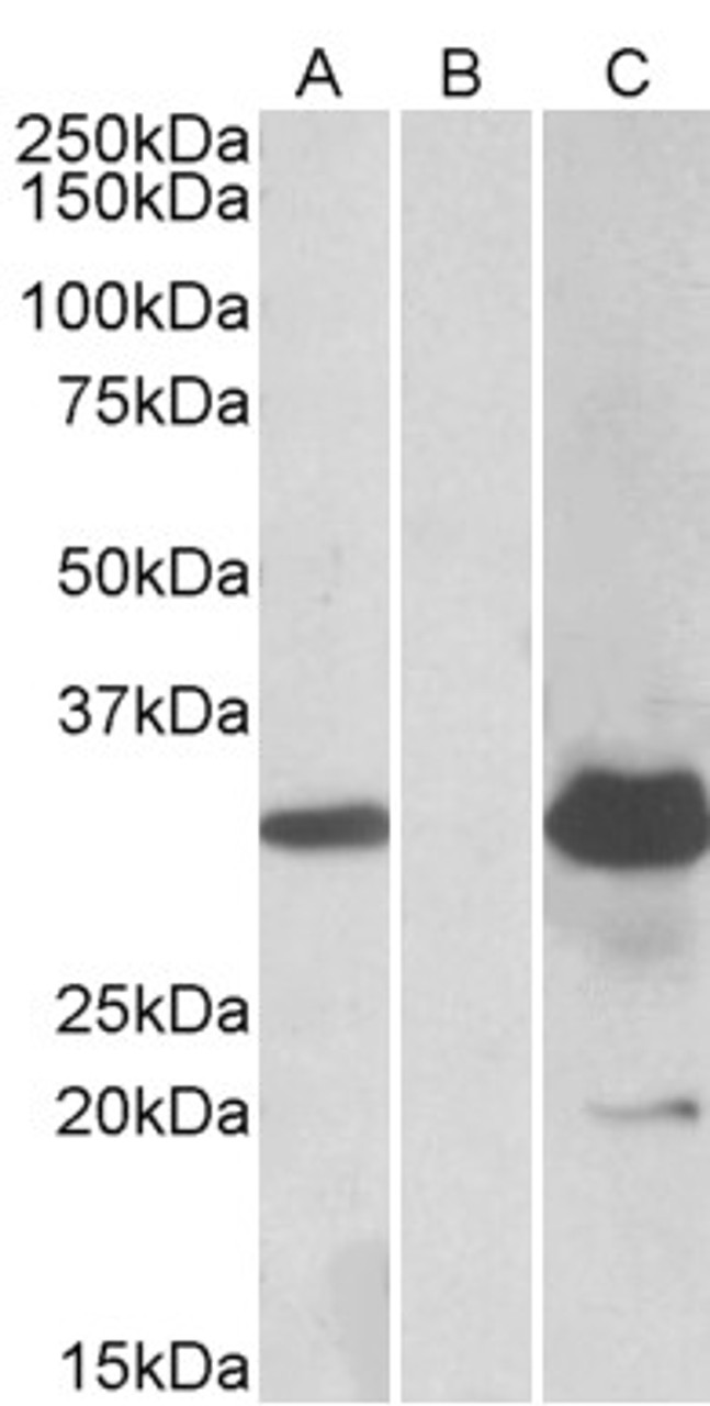 42-407 (0.3ug/ml) staining of Jurkat lysate (35ug protein in RIPA buffer) . Detected by chemiluminescence.