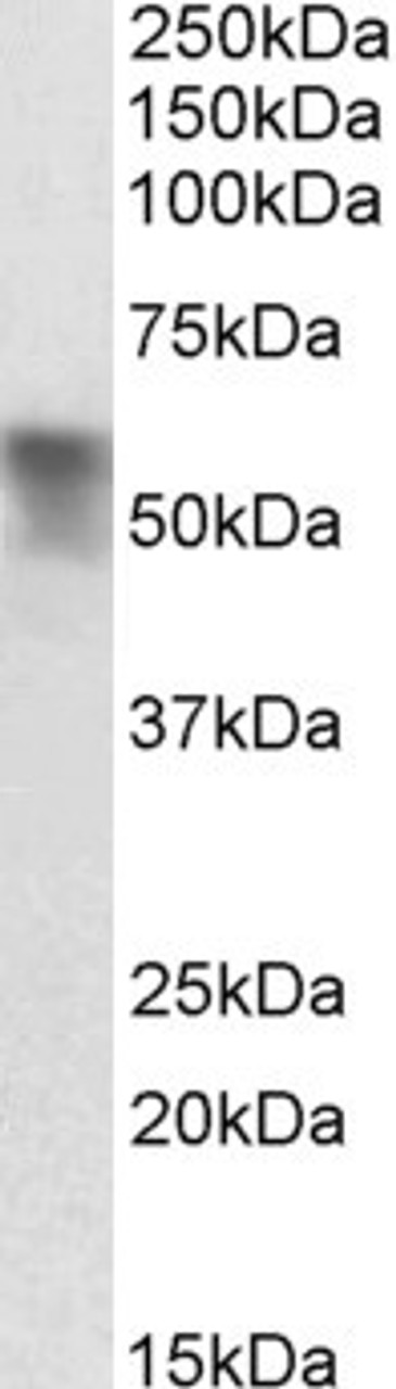 42-409 (0.01ug/ml) staining of Mouse fetal Brain lysate (35ug protein in RIPA buffer) . Detected by chemiluminescence.