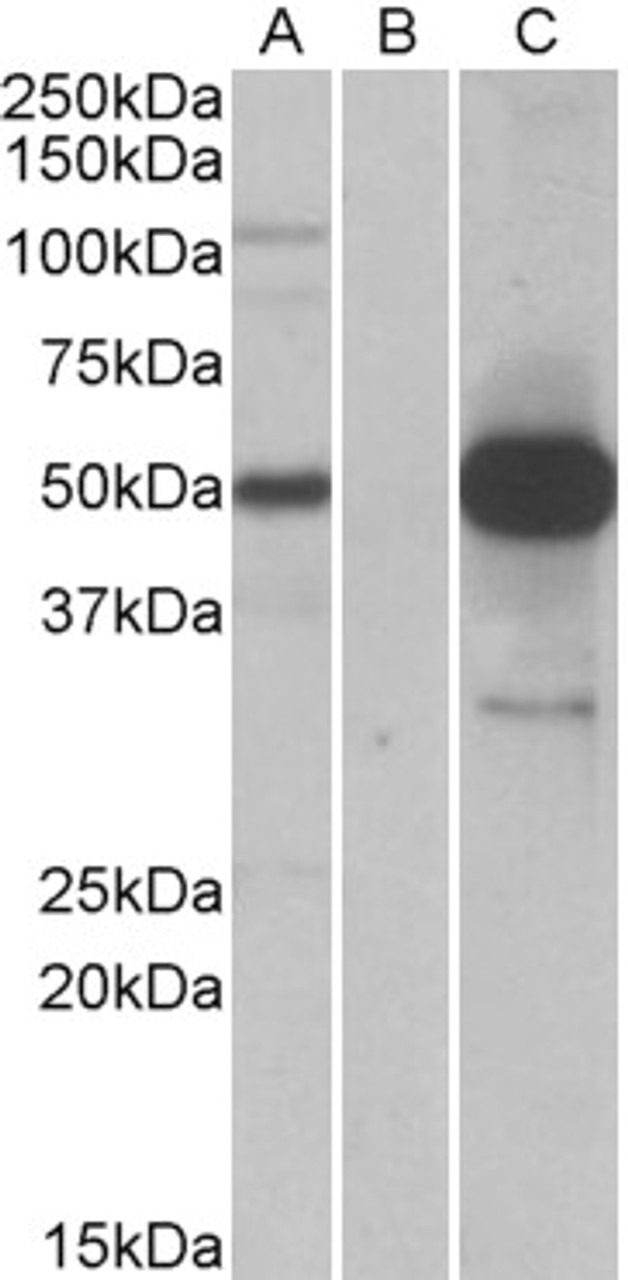 42-414 (0.1ug/ml) staining of Mouse (A) and Rat (B) Testis lysates (35ug protein in RIPA buffer) . Primary incubation was 1 hour. Detected by chemiluminescence.