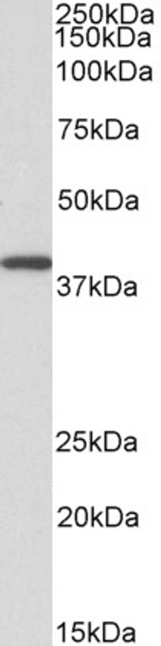 42-427 (5ug/ml) staining of paraffin embedded Human Kidney. Steamed antigen retrieval with citrate buffer pH 6, AP-staining.