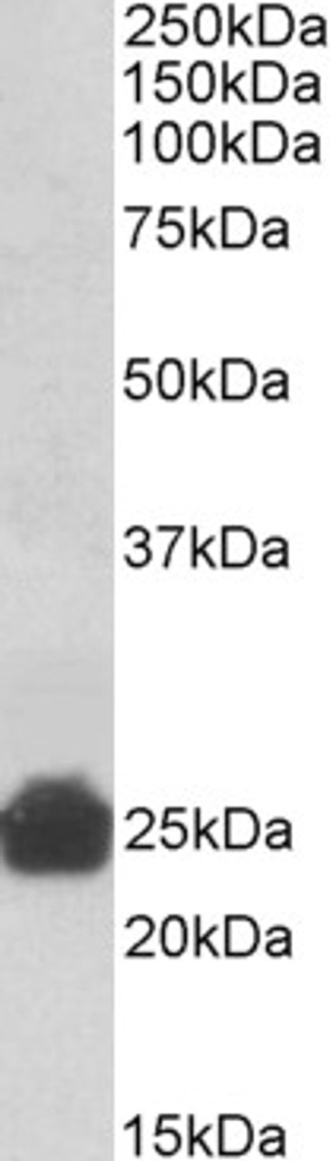 42-440 (3.8ug/ml) staining of paraffin embedded Human Adrenal Gland. Steamed antigen retrieval with citrate buffer pH 6, AP-staining.