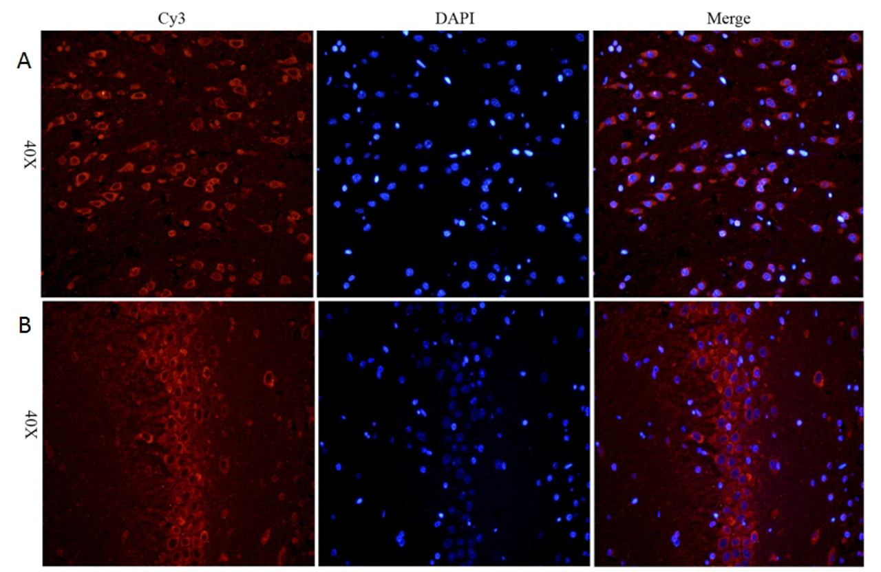 42-484 (3.8ug/ml) staining of paraffin embedded Human Prostate. Steamed antigen retrieval with citrate buffer pH 6, AP-staining.