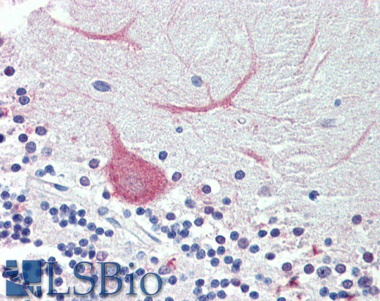 42-497 (3.75ug/ml) staining of paraffin embedded Human Kidney. Steamed antigen retrieval with citrate buffer pH 6, AP-staining.