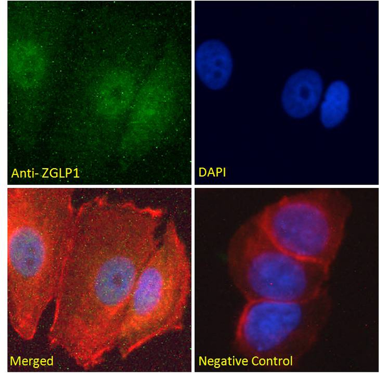 42-499 (0.2ug/ml) staining of Mouse Pancreas lysate (35ug protein in RIPA buffer) . Primary incubation was 1 hour. Detected by chemiluminescence.