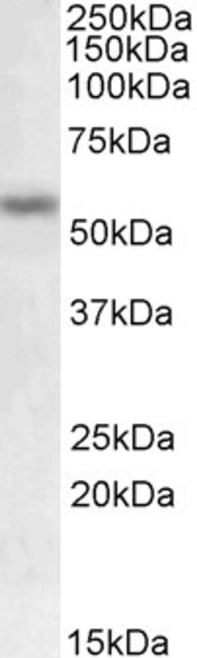 42-506 (2ug/ml) staining of Human Cerebral Cortex lysate (35ug protein in RIPA buffer) . Primary incubation was 1 hour. Detected by chemiluminescence.