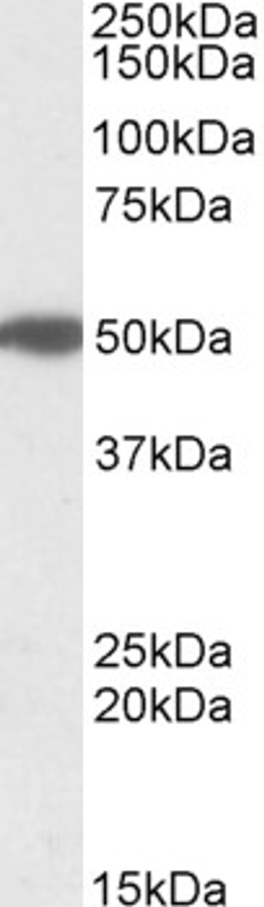 42-510 (0.1ug/ml) staining of Human (A) , Mouse (B) and Rat (C) Brain lysate (35ug protein in RIPA buffer) . Primary incubation was 1 hour. Detected by chemiluminescence.