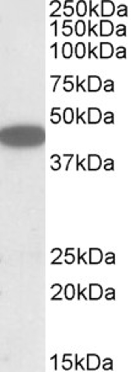 42-513 (0.2ug/ml) staining of HepG2 lysate (35ug protein in RIPA buffer) . Detected by chemiluminescence.