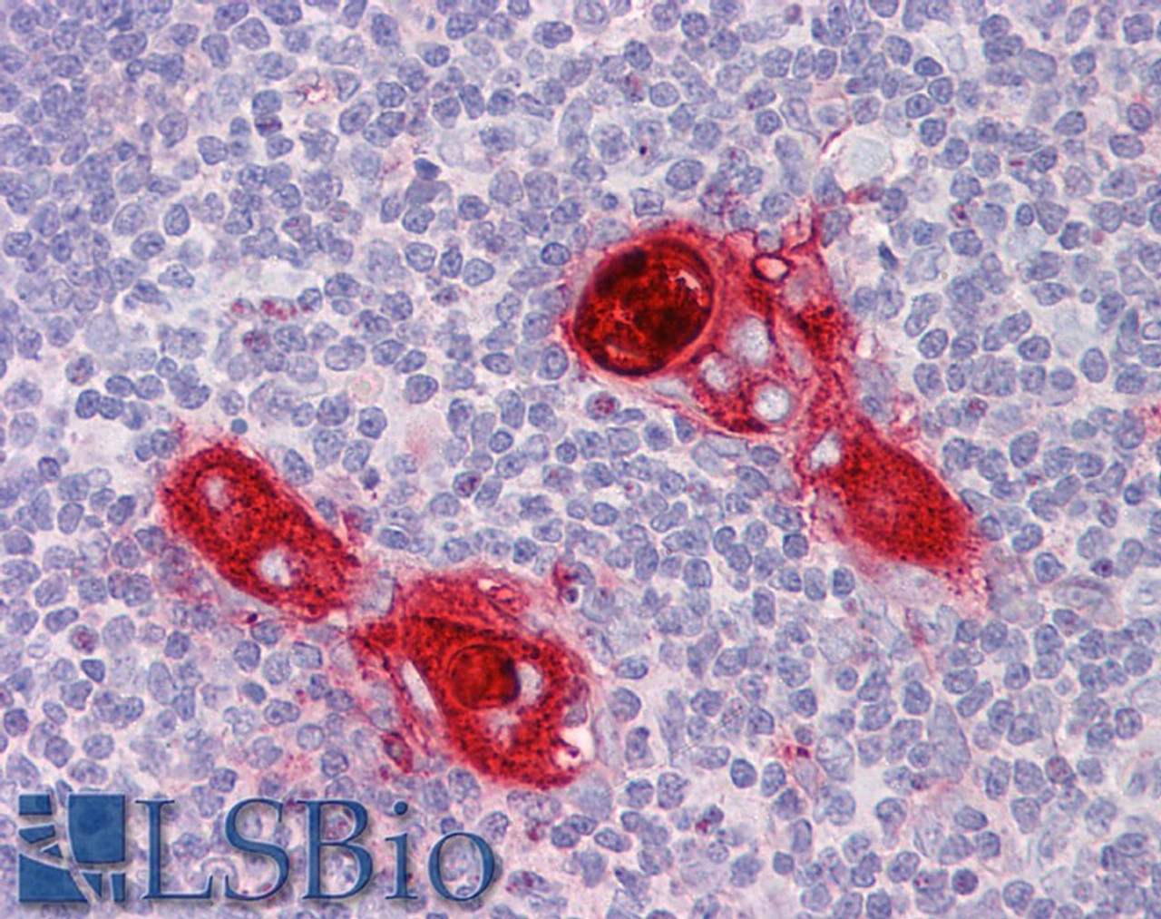 42-513 (3.75ug/ml) staining of paraffin embedded Human Placenta. Steamed antigen retrieval with citrate buffer pH 6, AP-staining.
