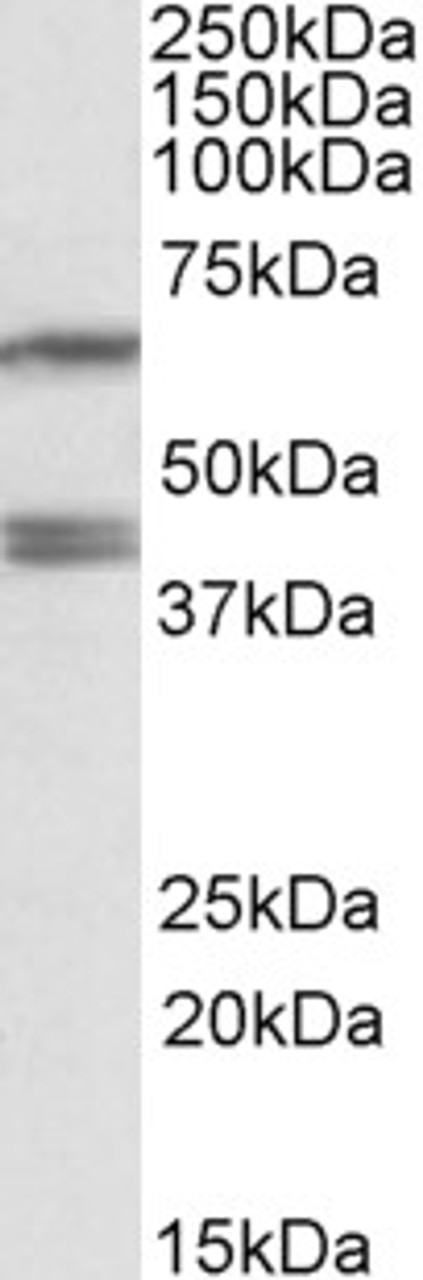 42-515 (1ug/ml) staining of Mouse (A) and Rat (B) Testis lysates (35ug protein in RIPA buffer) . Primary incubation was 1 hour. Detected by chemiluminescence.