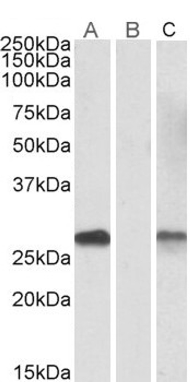 42-516 (5ug/ml) staining of paraffin embedded Human Heart. Steamed antigen retrieval with citrate buffer pH 6, AP-staining.