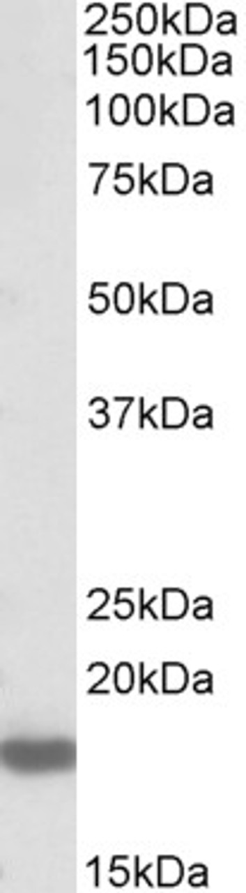 42-531 (1ug/ml) staining of IFNbeta-treated WI-38 lysate (35ug protein in RIPA buffer) . Primary incubation was 1 hour. Detected by chemiluminescence.