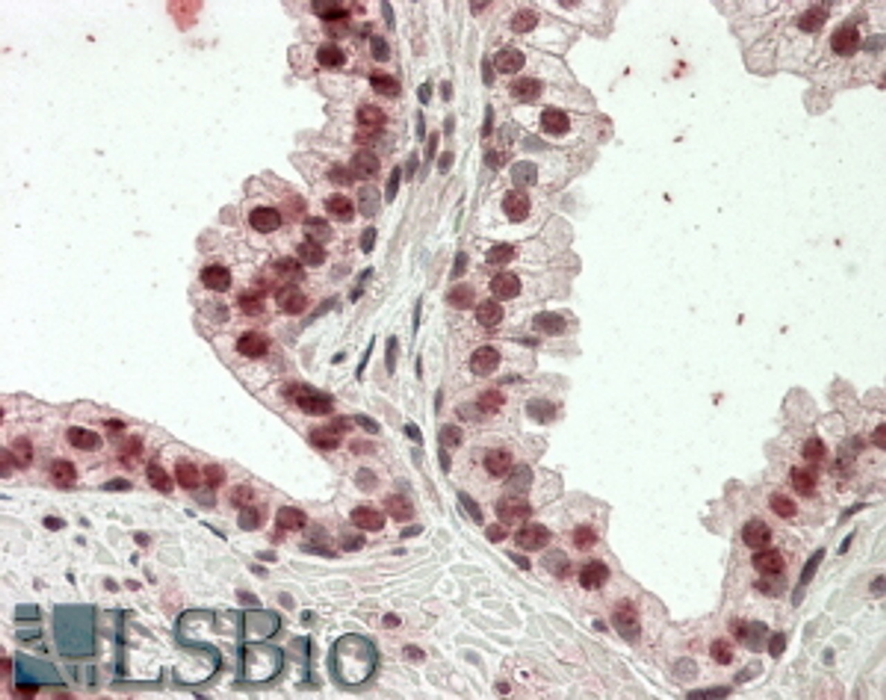 42-543 (2.5ug/ml) staining of paraffin embedded Human Tonsil. Steamed antigen retrieval with citrate buffer pH 6, AP-staining.