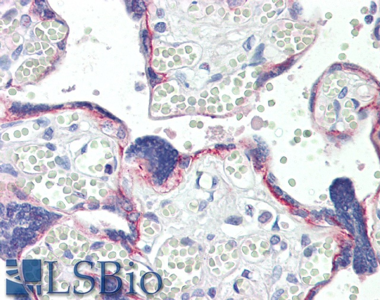 42-547 (5ug/ml) staining of paraffin embedded Human Kidney. Steamed antigen retrieval with citrate buffer pH 6, AP-staining.