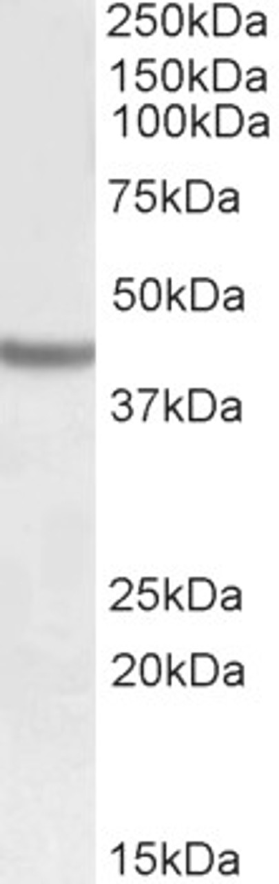 42-564 (1ug/ml) staining of Human Prostate lysate (35ug protein in RIPA buffer) . Primary incubation was 1 hour. Detected by chemiluminescence.