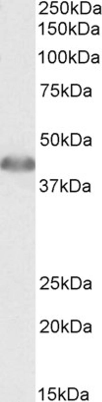 42-603 (0.5ug/ml) staining of HeLa lysate (35ug protein in RIPA buffer) . Primary incubation was 1 hour. Detected by chemiluminescence.