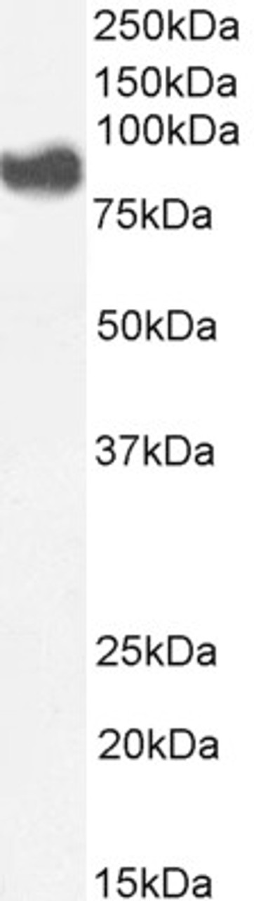 42-613 (0.3ug/ml) staining of K562 lysate (35ug protein in RIPA buffer) . Primary incubation was 1 hour. Detected by chemiluminescence.