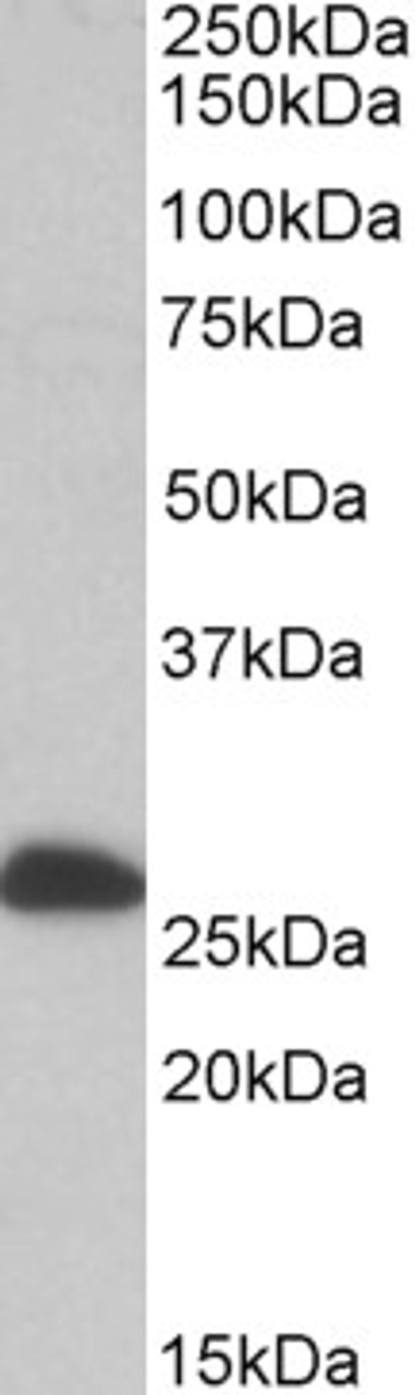 42-615 (0.3ug/ml) staining of Human Kidney lysate (35ug protein in RIPA buffer) . Primary incubation was 1 hour. Detected by chemiluminescence.