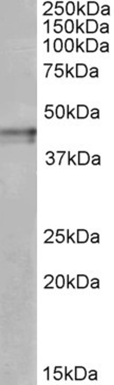 42-620 (1ug/ml) staining of Rat Kidney lysate (35ug protein in RIPA buffer) . Primary incubation was 1 hour. Detected by chemiluminescence.