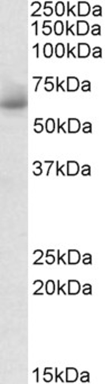 42-627 (1ug/ml) staining of Human Hippocampus lysate (35ug protein in RIPA buffer) . Primary incubation was 1 hour. Detected by chemiluminescence.