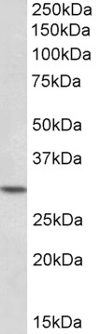 42-634 (3.75ug/ml) staining of paraffin embedded Human Testis. Steamed antigen retrieval with citrate buffer pH 6, AP-staining.