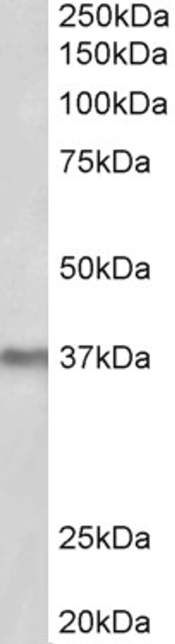 42-639 (0.1ug/ml) staining of HEK293 lysate (35ug protein in RIPA buffer) . Primary incubation was 1 hour. Detected by chemiluminescence.