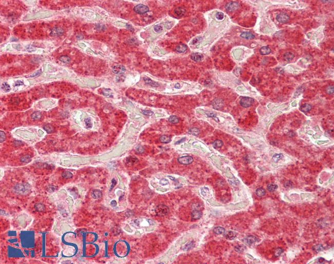 42-658 (3.8ug/ml) staining of paraffin embedded Human Liver. Steamed antigen retrieval with citrate buffer pH 6, AP-staining.