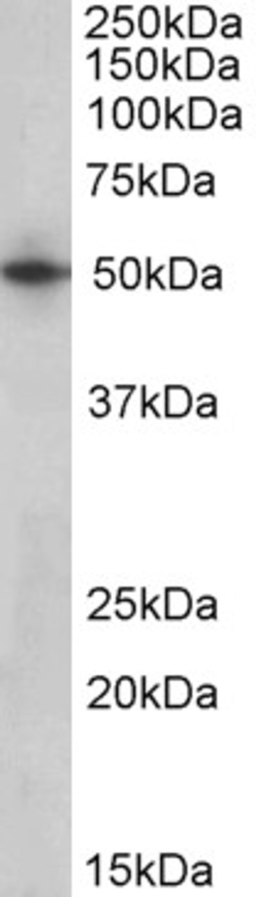 42-674 (2ug/ml) staining of Human Frontal Cortex lysate (35ug protein in RIPA buffer) . Primary incubation was 1 hour. Detected by chemiluminescence.