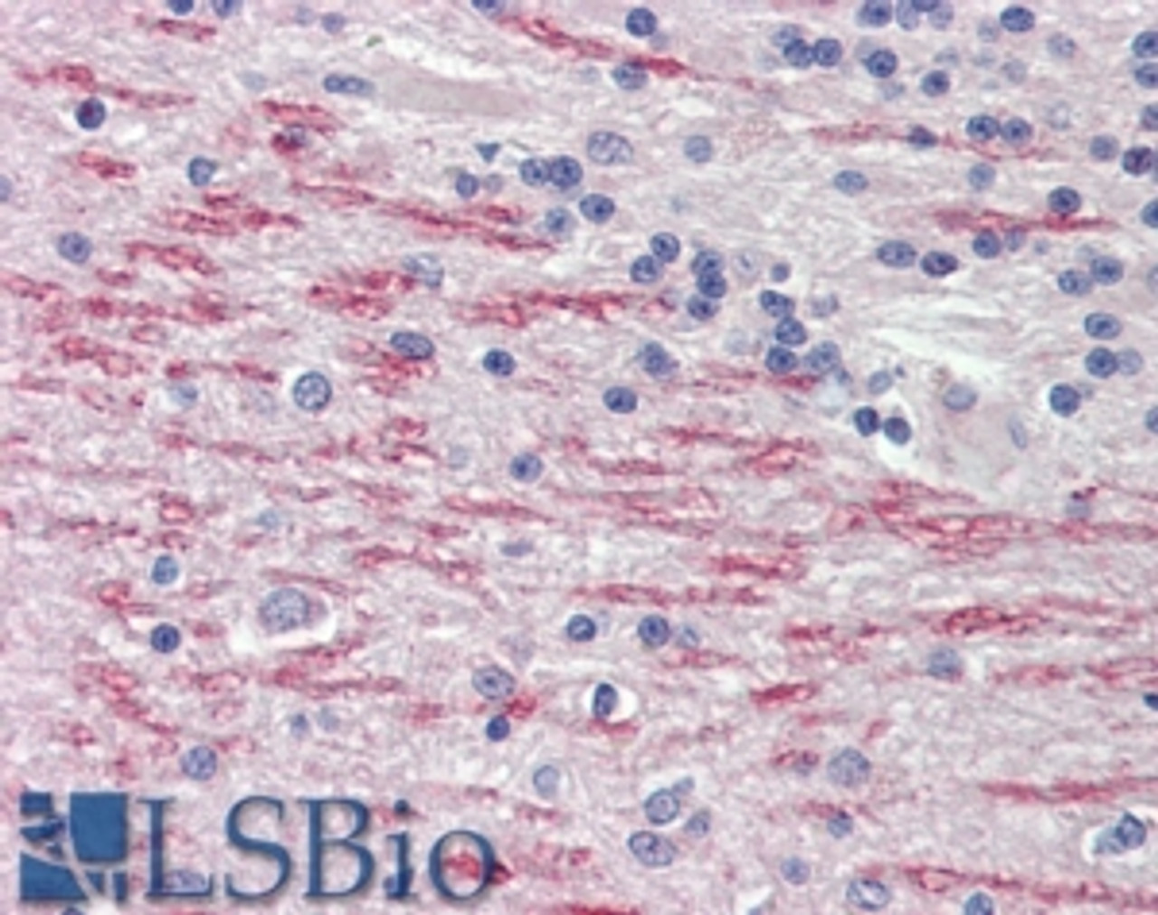 42-677 (5ug/ml) staining of paraffin embedded Human Liver. Steamed antigen retrieval with citrate buffer pH 6, AP-staining.