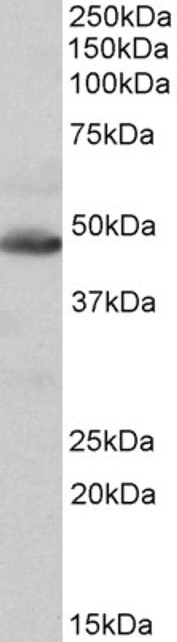 42-692 (0.03ug/ml) staining of Human Pancreas lysate (35ug protein in RIPA buffer) . Detected by chemiluminescence.