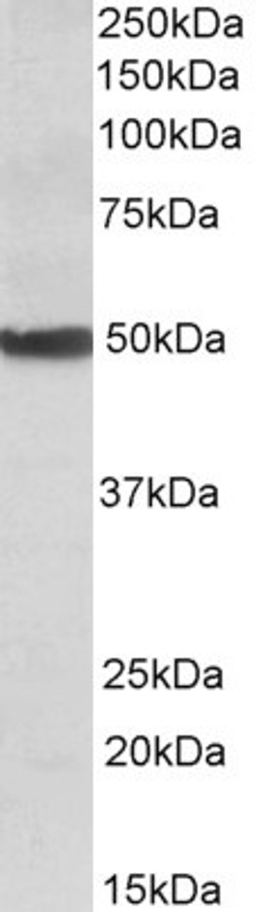 42-697 (3.75ug/ml) staining of paraffin embedded Human Placenta. Steamed antigen retrieval with citrate buffer pH 6, AP-staining.