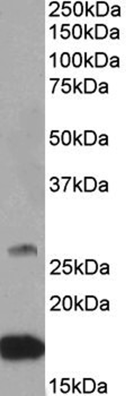 42-698 (0.1ug/ml) staining of Mouse Kidney lysate (35ug protein in RIPA buffer) . Primary incubation was 1 hour. Detected by chemiluminescence.