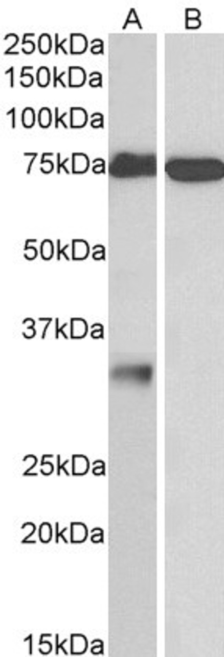 42-698 (5ug/ml) staining of paraffin embedded Human Kidney. Steamed antigen retrieval with citrate buffer pH 6, AP-staining.