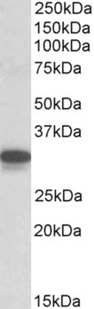 42-703 (0.5ug/ml) staining of Mouse Brain lysate (35ug protein in RIPA buffer) . Primary incubation was 1 hour. Detected by chemiluminescence.